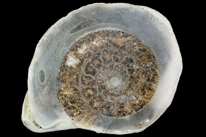 Polished Ammonite (Dactylioceras) Half - England #103786